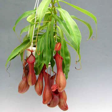  Nepenthes Alata (Nepenthes Alata)