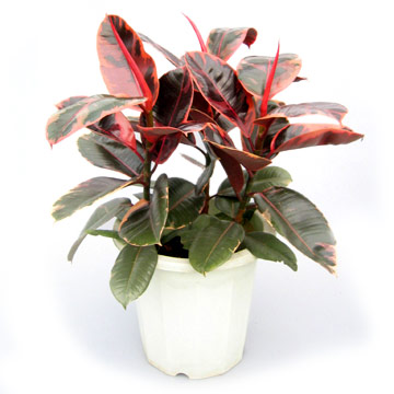  Ficus Elastica Cv `Ruby` ( Ficus Elastica Cv `Ruby`)