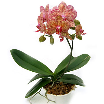  Phalaenopsis `Brother and Sister` ( Phalaenopsis `Brother and Sister`)