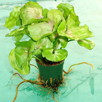  Hydro Culture Plant (Hydro Culture des plantes)