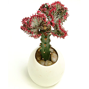  Euphorbia Lactea (Euphorbia lactea)