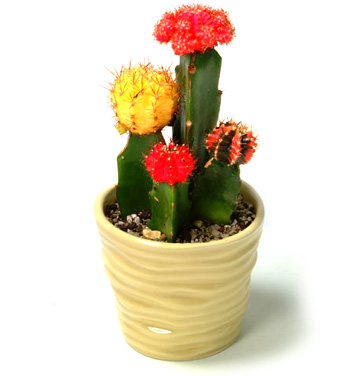 Gepfropft Cactus (Gepfropft Cactus)