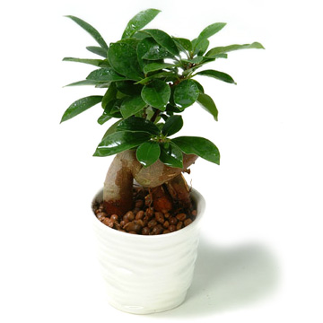 Ficus microcarpa (Ficus microcarpa)