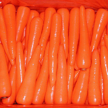  Big Fresh Carrots ( Big Fresh Carrots)