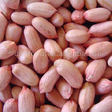  Peanut Kernels (Long Type) (Arachides décortiquées (type long))