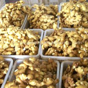  Fresh Ginger Material (Gingembre frais Matériau)