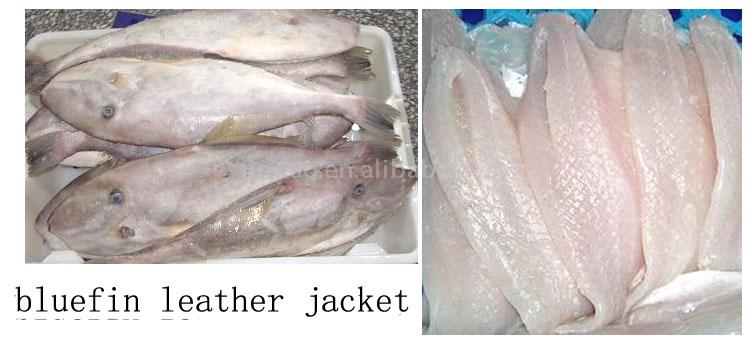  Bluefin Leather Jacket Fillet