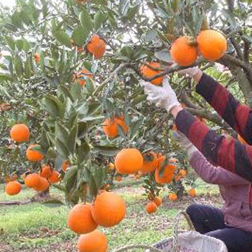  Navel Oranges (Les oranges Navel)