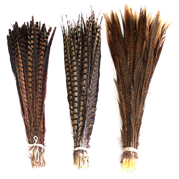 Pheasant Feather (Pheasant Feather)