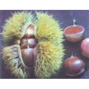  Chestnuts (Kastanien)