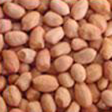  Peanut Kernels