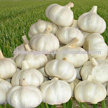 China Garlic (China Knoblauch)