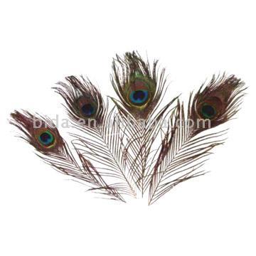  Peacock Feather ()