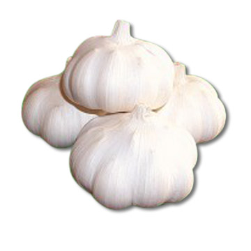  Pure White Garlic Material (Чистый белый чеснок Материал)