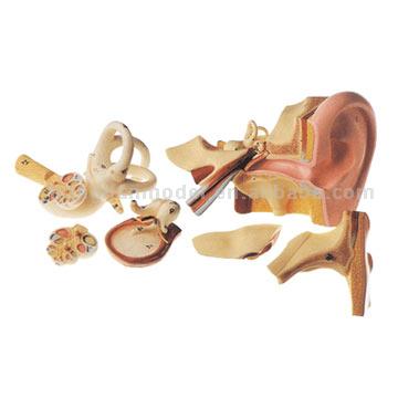  Anatomical Ear