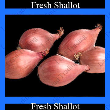  Fresh Shallot (Fresh Échalote)