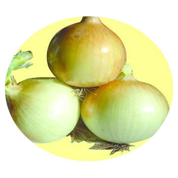  Yellow Onion ( Yellow Onion)