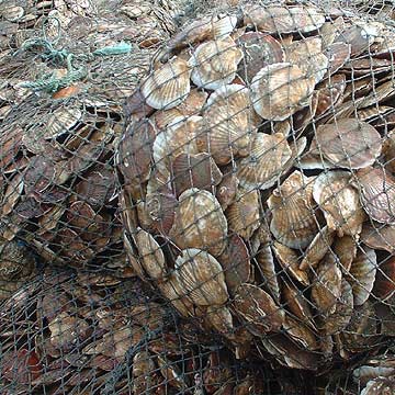  Materials Of Scallops ( Materials Of Scallops)