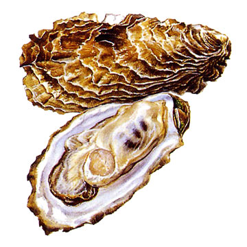 Frozen Half Shell Oysters