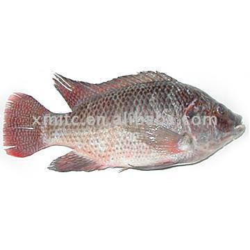  Frozen Gutted Scaled Tilapia