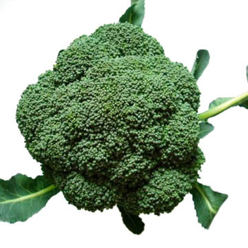 Fresh Broccoli (Fresh Broccoli)