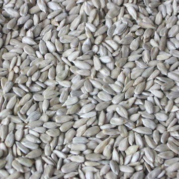 Sonnenblumenkerne geschält Kernels (Sonnenblumenkerne geschält Kernels)