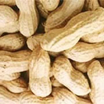  Peanuts in Shell