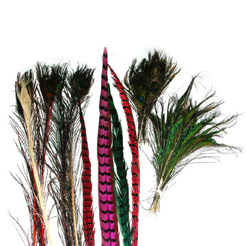  Peacock and Dyed Feathers (Les plumes de paon et Teints)