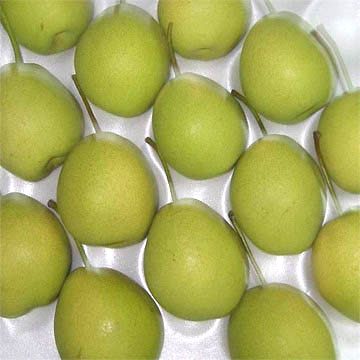  Fresh Shandong Pear (Fresh Shandong Birne)