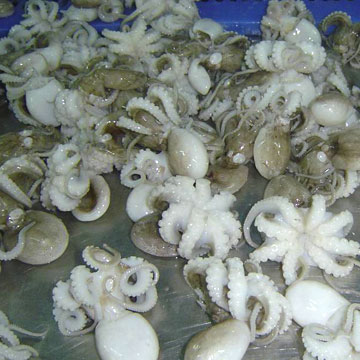  Baby Octopuses (Baby Осьминоги)