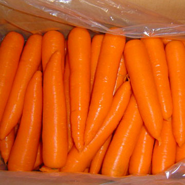  Fresh Carrots ( Fresh Carrots)