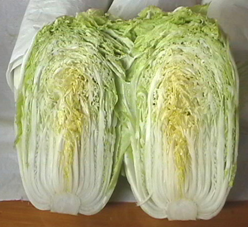  Chinese Cabbage (Chou chinois)