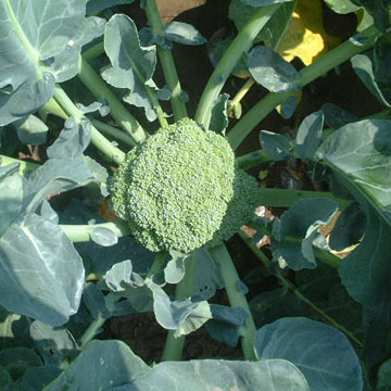  Broccoli