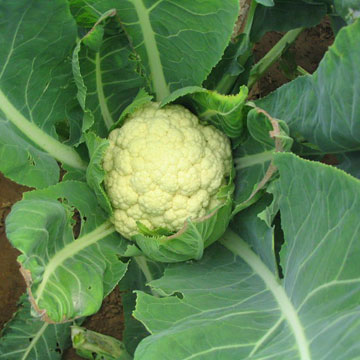  Cauliflower