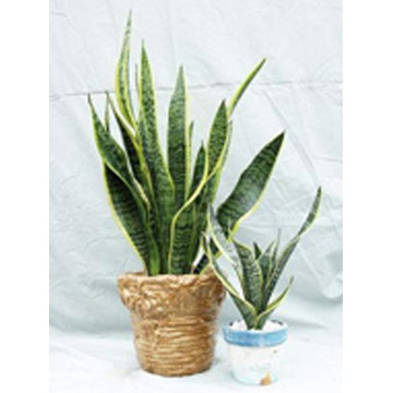  Sansevieria Trifasciata (Sansevieria trifasciata)