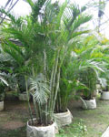 Chrysalidocarpus Lutescens (Chrysalidocarpus Лютесценс)