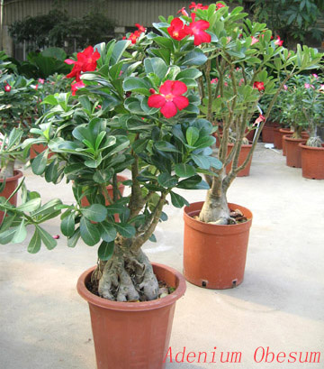  Adenium Obesum ( Adenium Obesum)