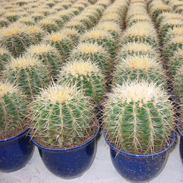  Echinocactus Grusonni