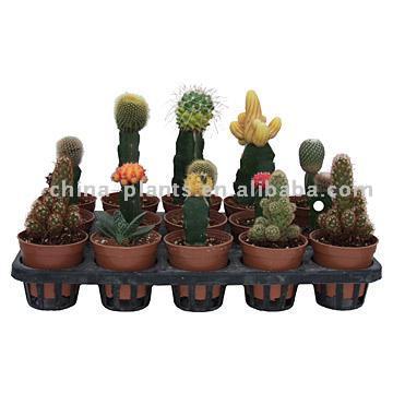  Grafted Cactus (Gepfropft Cactus)