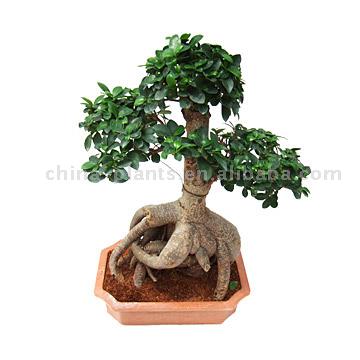  Ficus Microcarpa (Ficus microcarpa)