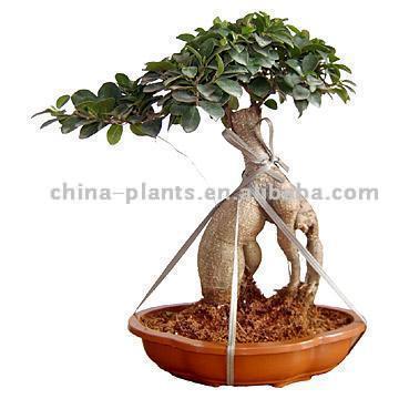  Ficus microcarpa (Ficus microcarpa)