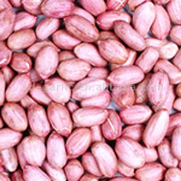  Raw Peanut Kernels ( Raw Peanut Kernels)