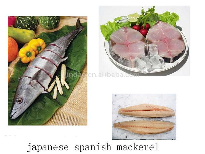  Spanish Mackerel (Maquereau espagnol)