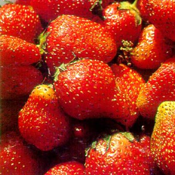  Strawberry (Fraise)