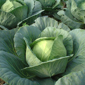  Beijing Cabbage ( Beijing Cabbage)