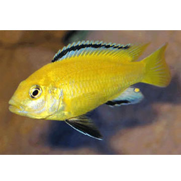  Labeotropheus Caeruleus ( Labeotropheus Caeruleus)