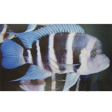  Frontosa Cichlid ( Frontosa Cichlid)