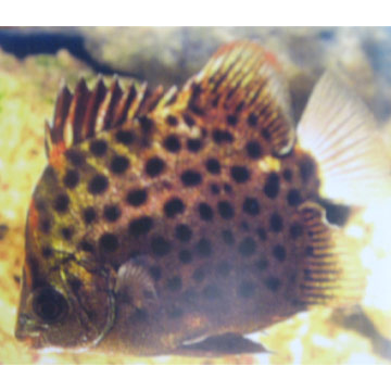  Scatophagus Argus (Scatophagus Argus)