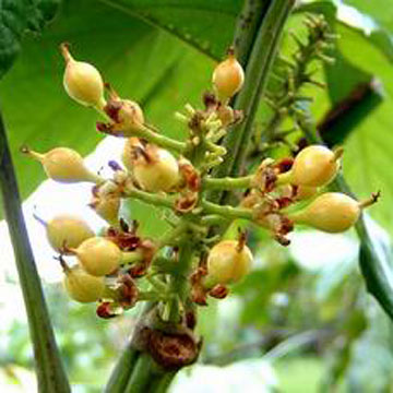 Guarana Seed EW (Guarana Seed EW)