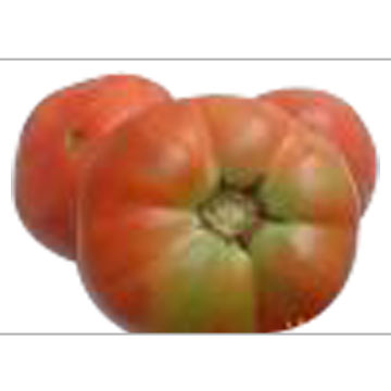  Tomato P.E. (Tomate EH)